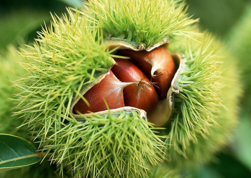 Homeopathie - natuurlijke behandeling