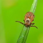 lyme teek homeopathie